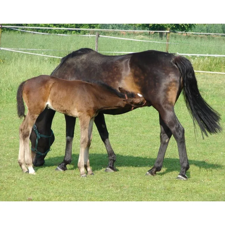 Abreuvoir PF1 POLYFIRST