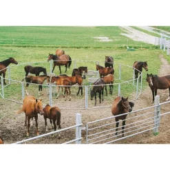 Nourrisseur à poulains circulaire